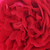 Bordová - Climber, popínavá ruža - Florentina ®